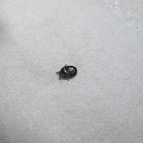 这是蜱虫么?为什么会出现在家里 发现时已死 还会有其他的么?怎么办?