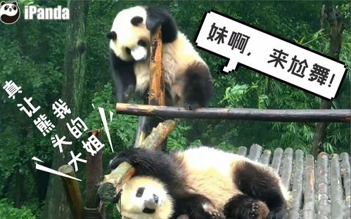 巧胖痒到尬舞汽水妹妹看不懂大熊猫七巧七喜带弹幕