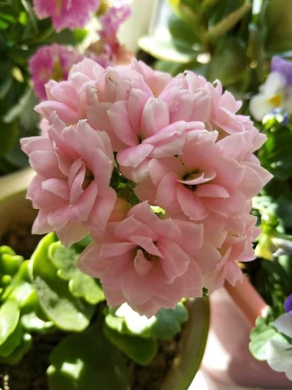 长寿花中的6个经典大花品种,单朵能开一元硬币大,花开