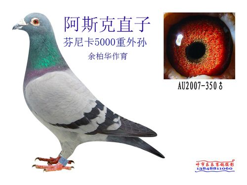 余柏华原环芬尼卡5000