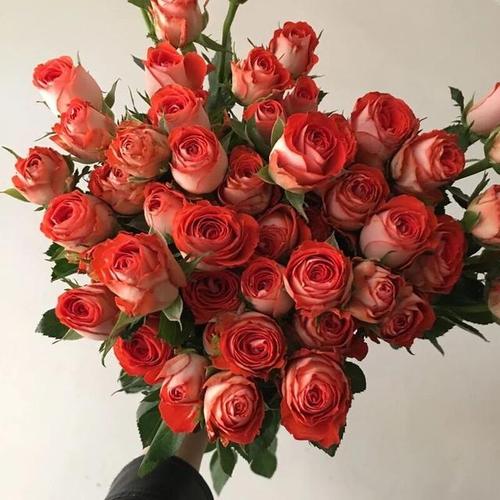 多头玫瑰品种合集 | 绚烂多彩,精致而可爱,格外亮眼