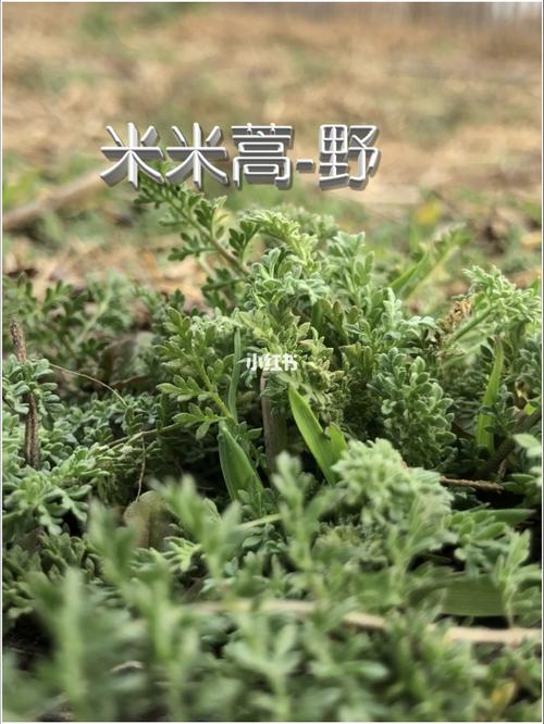 春天北方的野菜-米米蒿_春天去哪玩_美食_美食_正餐