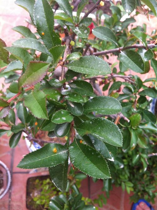 我家的海棠生了什么病?