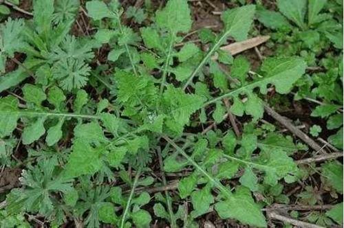 此言差矣,泥胡菜对白内障可是有大作用哦!