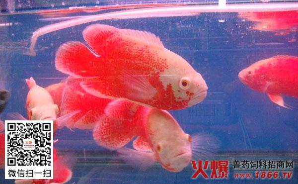 【地图鱼寿命】地图鱼寿命多长