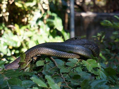 蛇园旅游景点图片