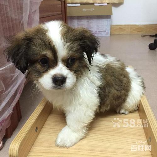 东莞虎门俩个月大的蝴蝶犬小狗找家啦~ 五百元一只.