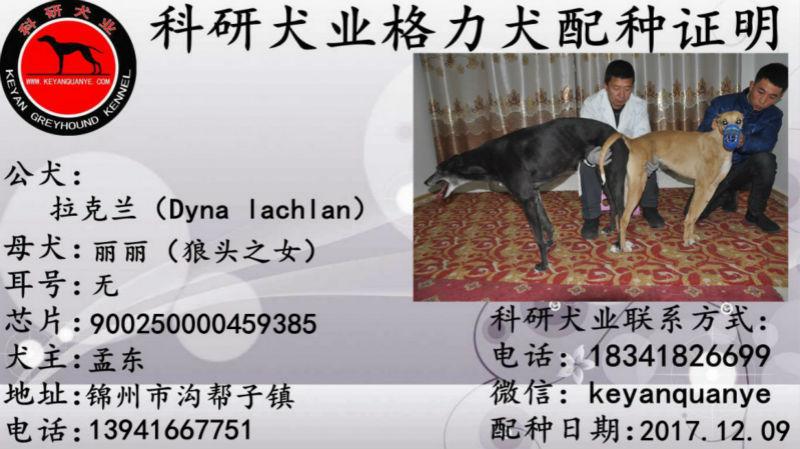 月9日锦州孟东的格力犬种母丽丽使用科研犬业的格力犬种公拉克兰配种