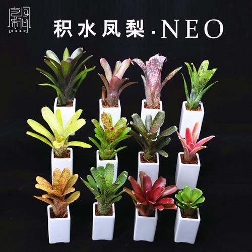 积水凤梨_积水凤梨不含盆彩叶品种室内盆栽客厅盆栽绿植花卉植物空凤