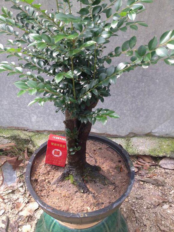 这种植物中文学名是小叶柿,又名黑骨香,黑骨茶,被叫做小叶紫檀纯粹是