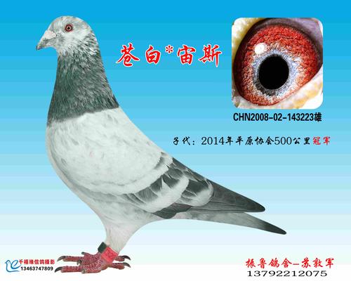 苍白骑士 - 振鲁鸽舍