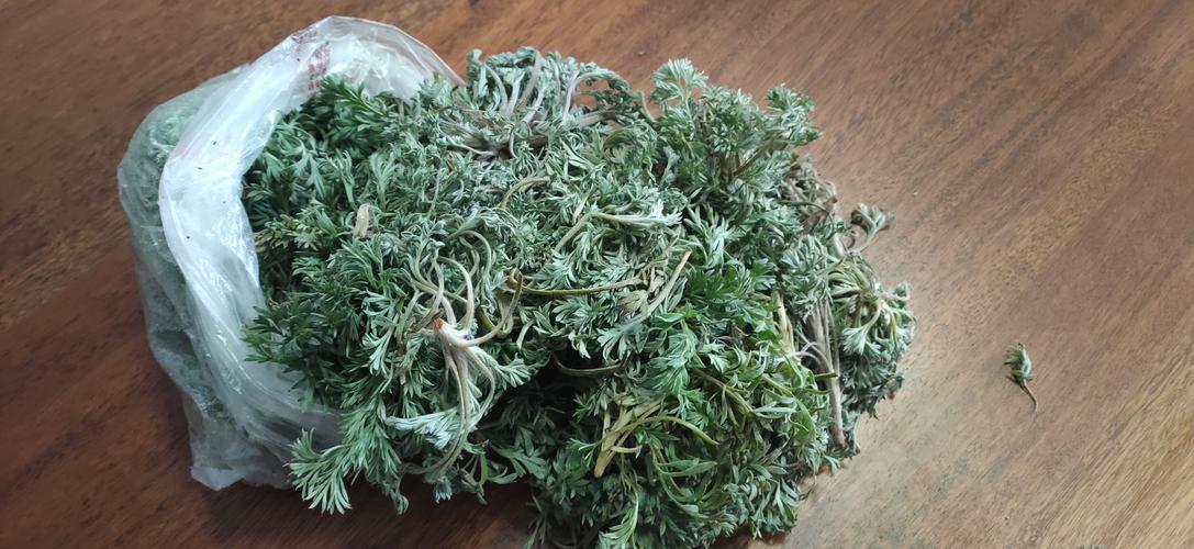 春天的茵陈也叫"白蒿",价值最高,不仅是一种药材,还可以采来当菜吃.