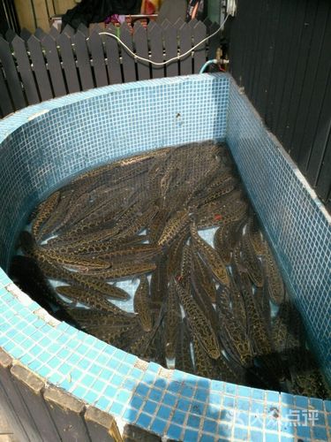 紫色罗曼的图片