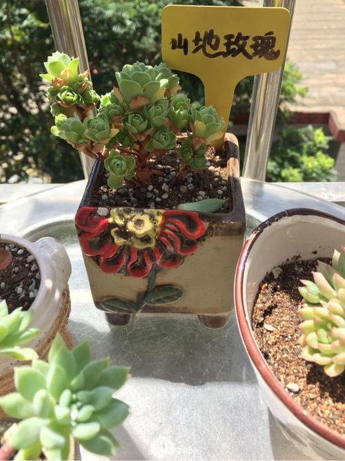 养护问题                  大仙们 沙漠玫瑰休眠了  还需要晒太阳吗