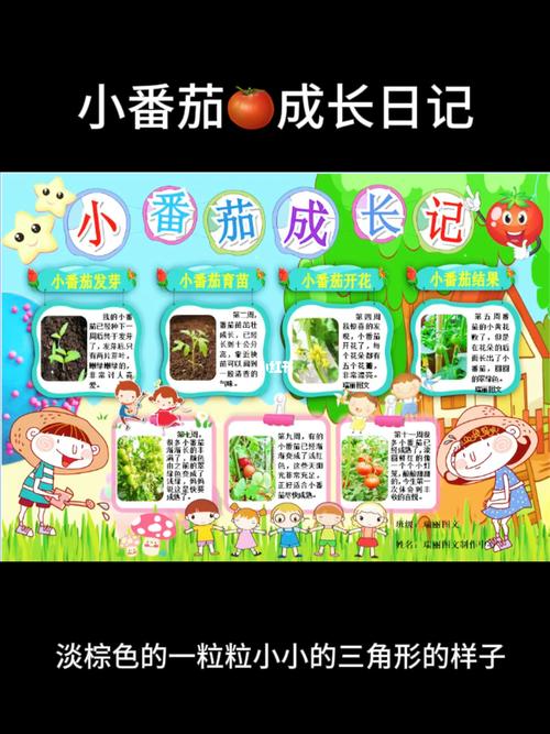 小番茄成长观察日记圣女果种植记录手抄报_番茄_圣女果_日记_手抄报