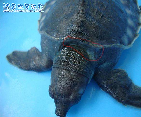论坛 69 水族综合 69 异类爱宠 69 请求猪鼻龟的病灶处理方法?