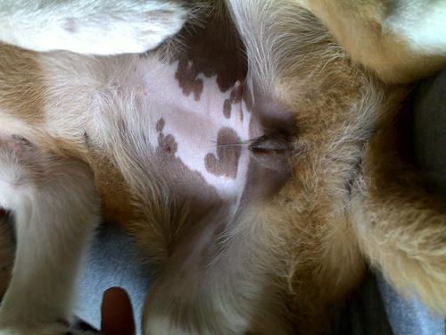 狗狗怎么分辨公母有图片?