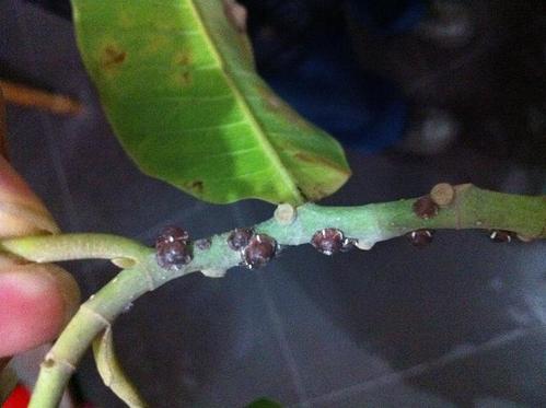 求救,我家白兰花的枝上很多这样的虫蛹,请问是什么虫子?及其处理方法.