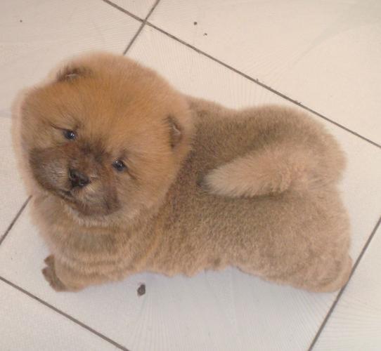 这是松狮狗狗串么