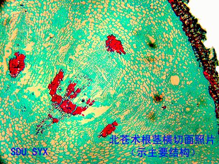 显微图片库 一. 根和根茎类