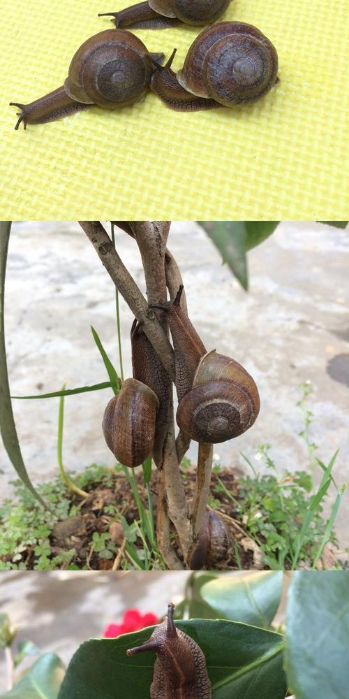 皱疤坚螺观赏宠物爬宠学生教学科学课实验蜗牛活体包邮专柜正品_7折
