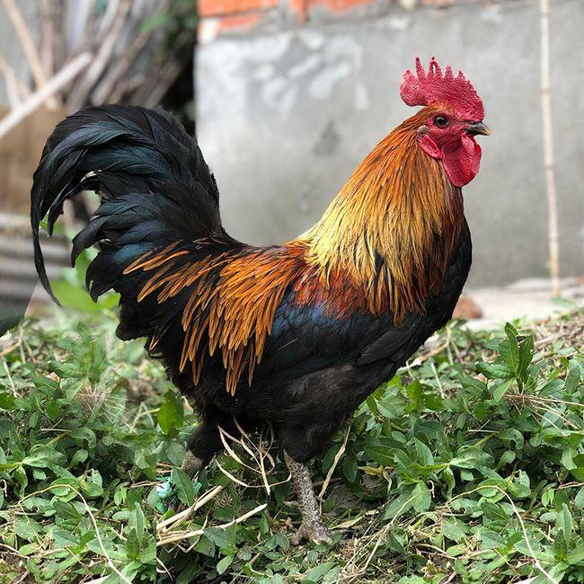 医院说没救了,寿衣都穿上了,大公鸡鸣叫五声之后人居然清醒了