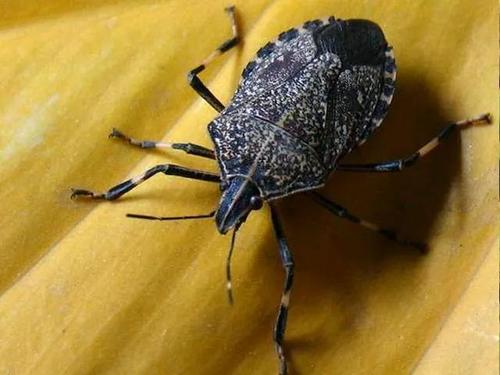 临床中九香虫常用于肾阳虚损的病人,有补肾益精的作用,同时对于遗精