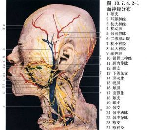 带胫前血管的腓深神经游离移植术