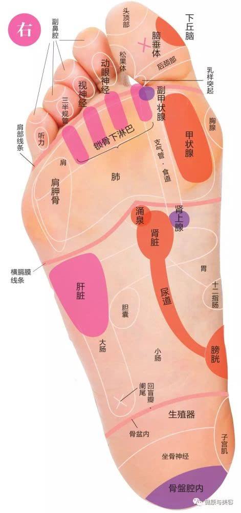 孙俪的袜子都是穴位,按摩脚底反射区能抗衰老