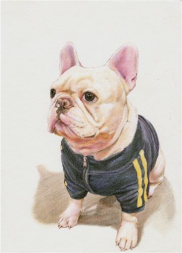 纸上彩铅--《名犬斗牛》过程随录|纯艺术|绘画|超超的