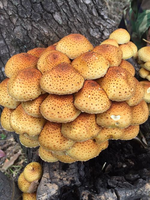 长在柿子树上的蘑菇能吃吗.