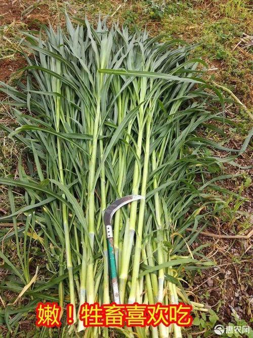 02皇竹草种茎皇竹草种子四季新型皇竹草种节多年生牧草养牛皇竹草