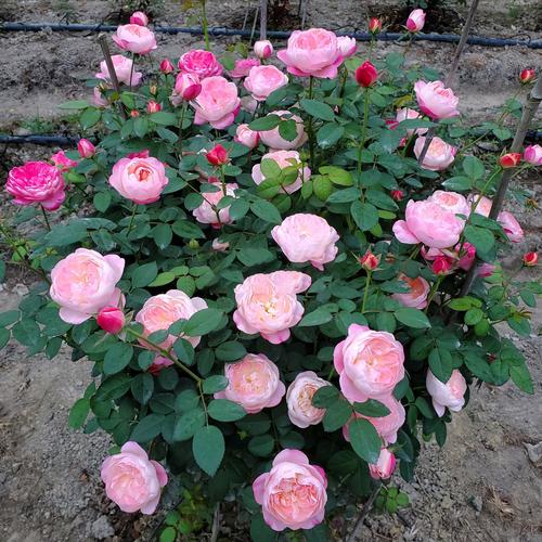 和室欧月月季香水玫瑰日系阳台庭院绿植浓香花卉