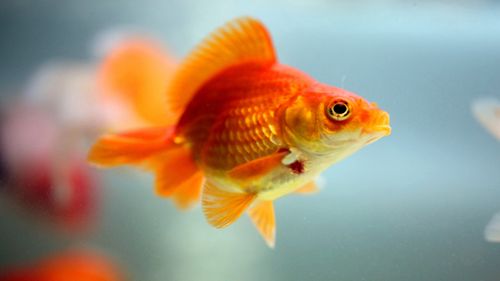 唯美观赏鱼高清桌面壁纸图片,动物壁纸,唯美,动物,壁纸,1920x1080