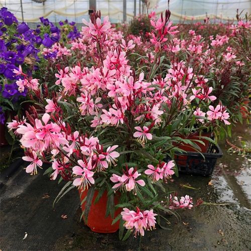 大量出售 紫叶千鸟花 花卉多年生宿根 山桃草花苗 室外庭院花园花镜