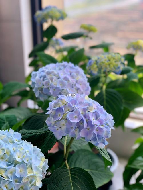 无尽夏花期_新手_养花_新手养花_家居家装_家居装饰