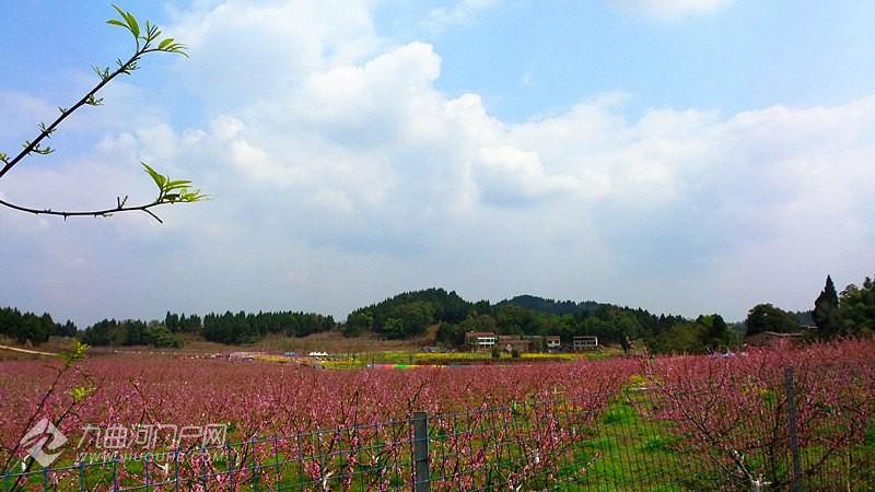 【赏花令之九曲禾川桃花】 红芳满眼斗风流 - 资阳九曲河门户网_资阳