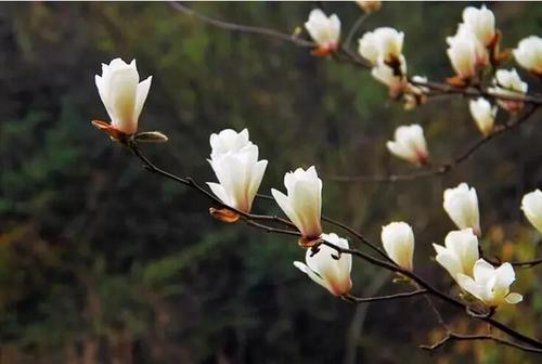 【铁峰寺】佛教的四大吉花