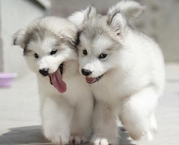 阿拉斯加灰色纯种幼犬巨型雪橇犬宠物宠物狗狗狗活体