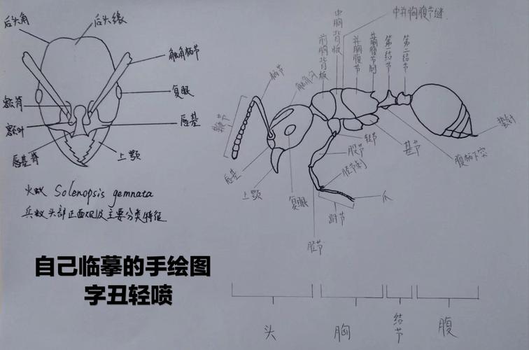 首先来了解一下蚂蚁的身体构造以便更好地进行制作