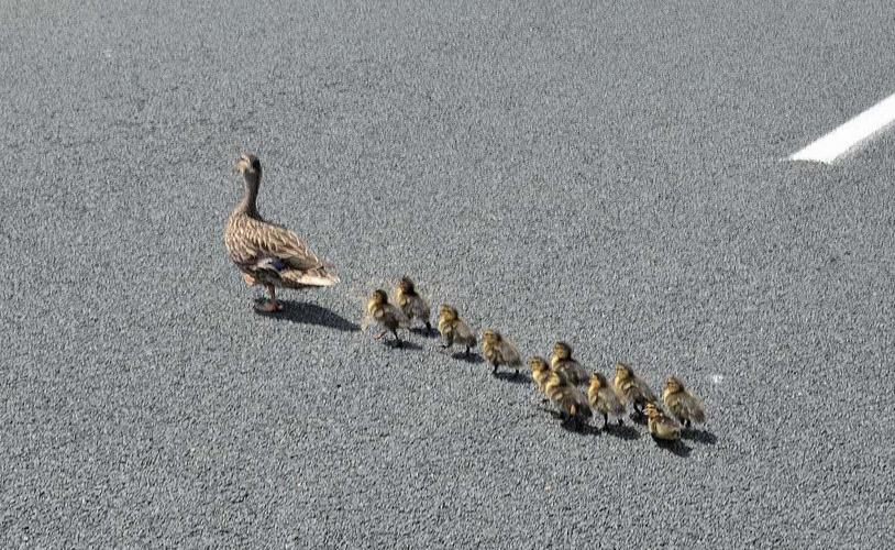 鸭妈妈带小鸭子过马路,看到最后一只小鸭子,忍不住笑出了声!