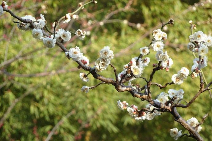 珍贵梅花"龙游"