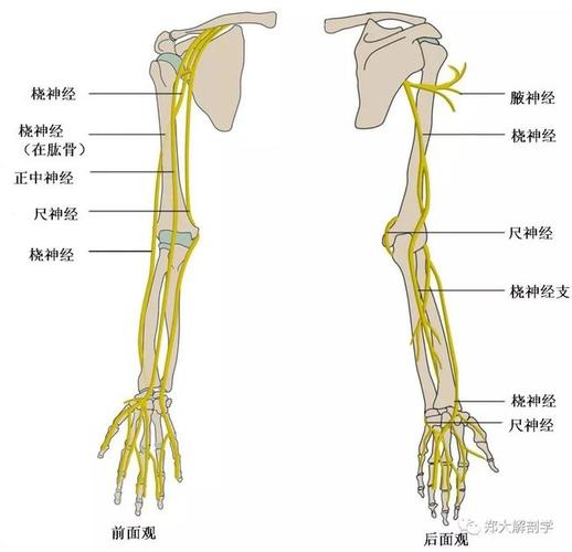 进入屈肌支持带深面的腕管,最后分布至手掌正中神经走形★ part 2