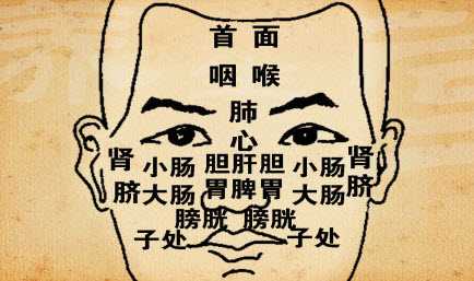 内脏在脸上的反射区图片