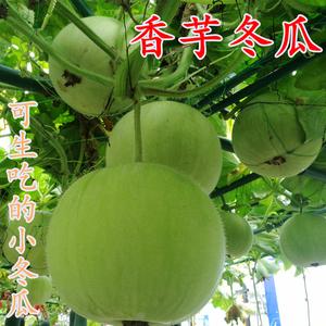 香芋冬瓜种子芋香味节瓜东瓜白瓜香糯可口 span class=h>四季 /span> 