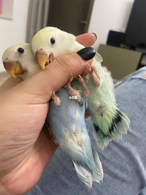 同框直观美桂和澳桂_鹦鹉_牡丹_手养牡丹鹦鹉_宠物