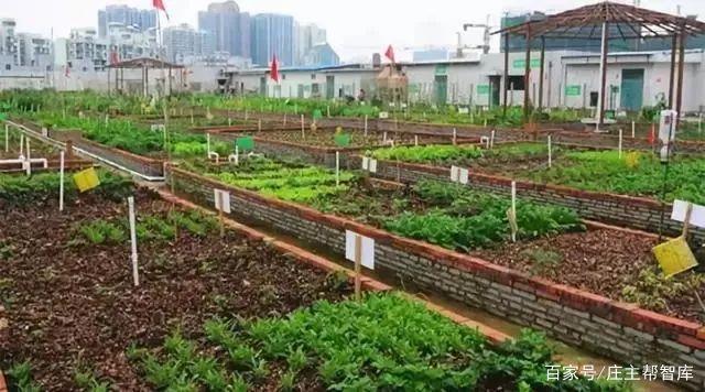 "共享农场模式"仅"土地认养"1.5亩就收入19万,可复制吗?