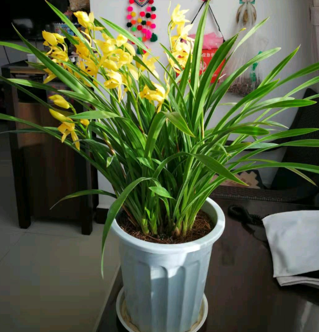 买盆"黄金兰",开花金灿灿,便宜又好看!