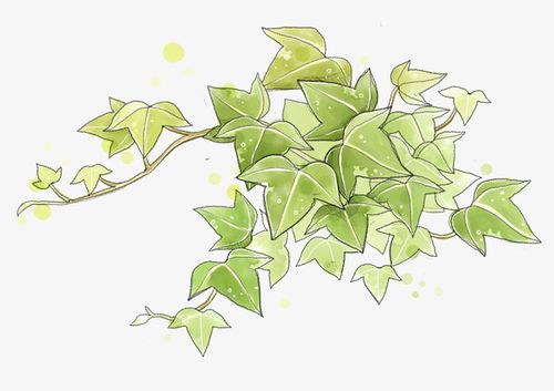 关键词 : 手绘,卡通,绿色,简约,唯美,爬山虎,植物,简笔