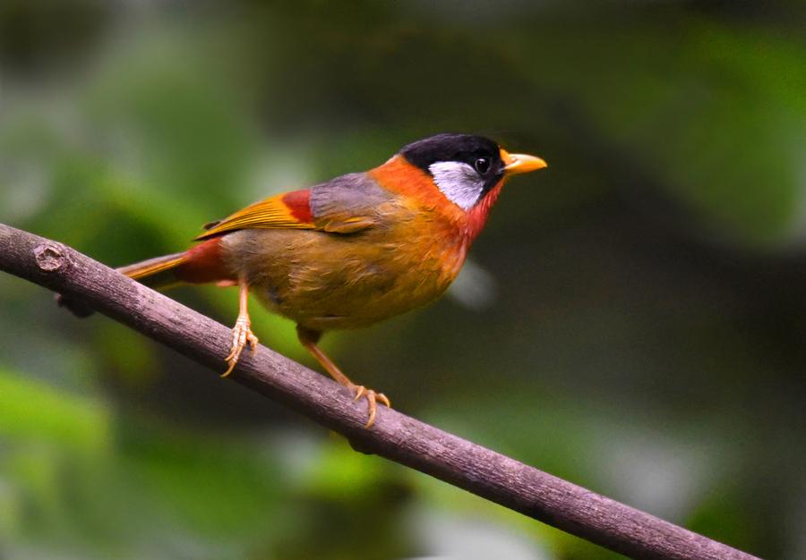 小鸟帅哥银耳相思鸟的雄鸟